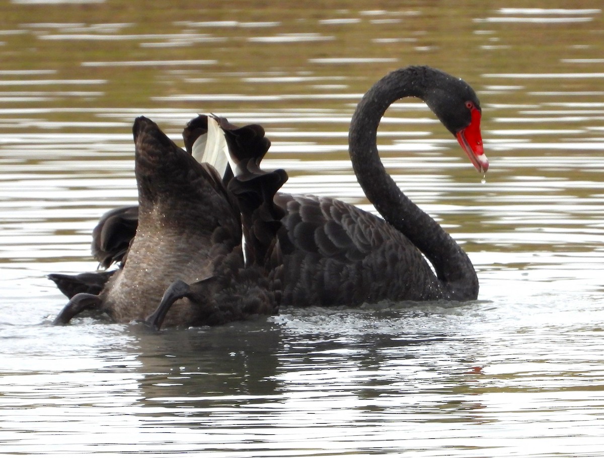 Black Swan - ML620021507