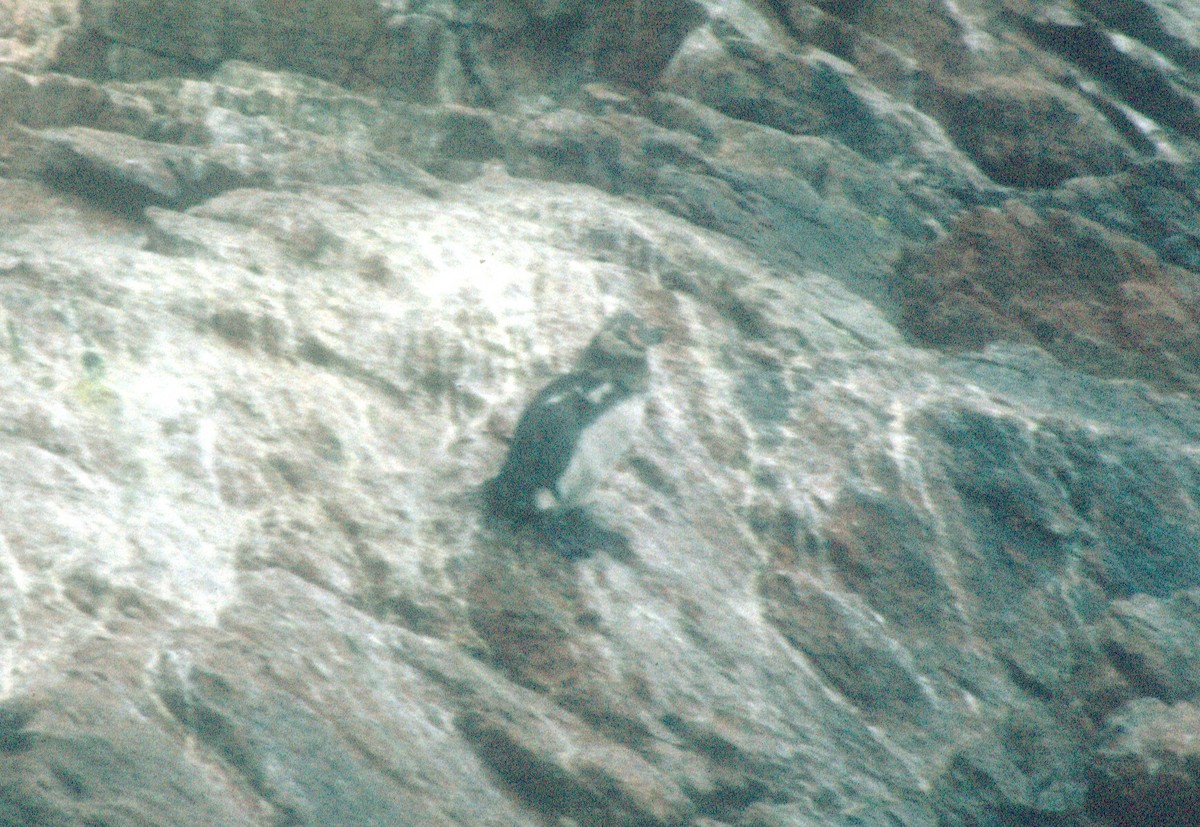 tučňák Humboldtův - ML620021520