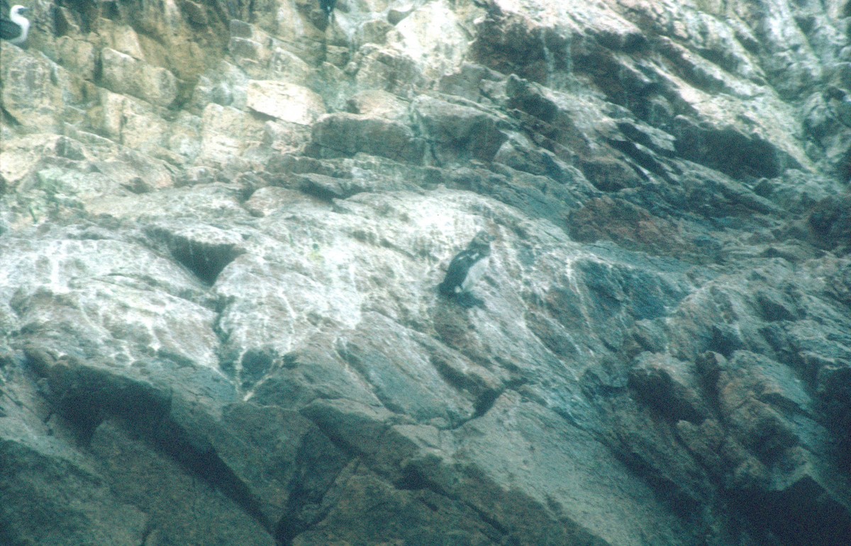 Humboldt Pengueni - ML620021521