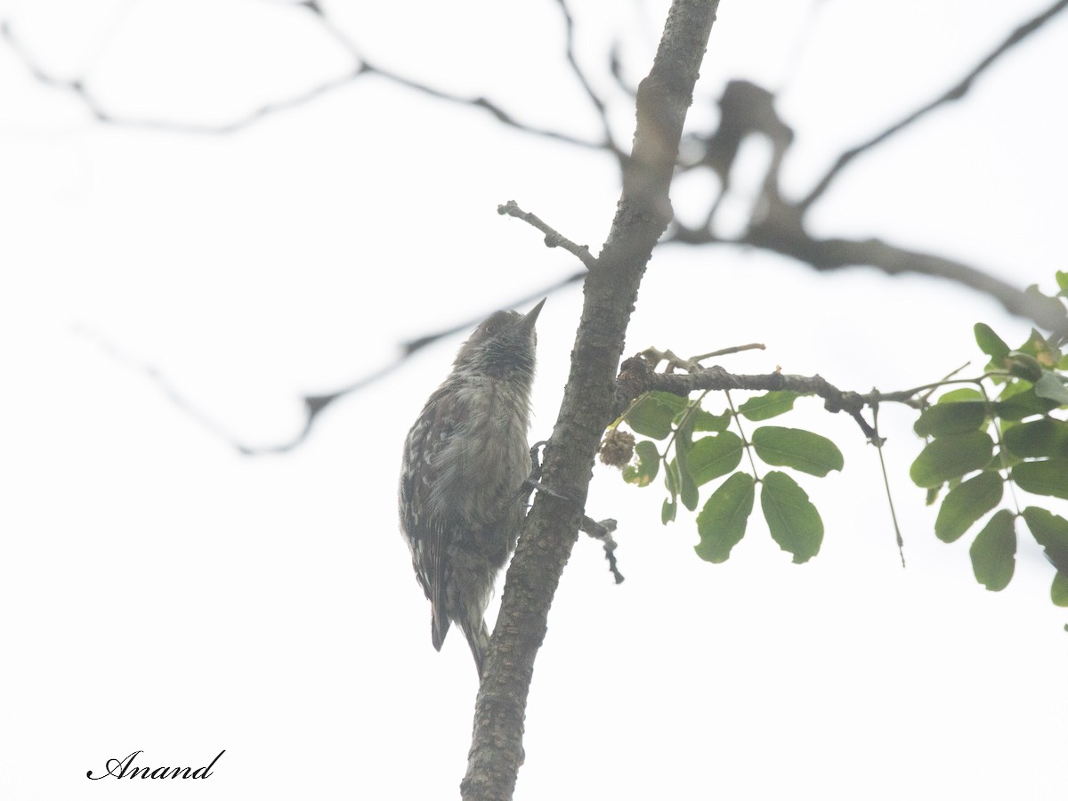 Brown-capped Pygmy Woodpecker - ML620021528