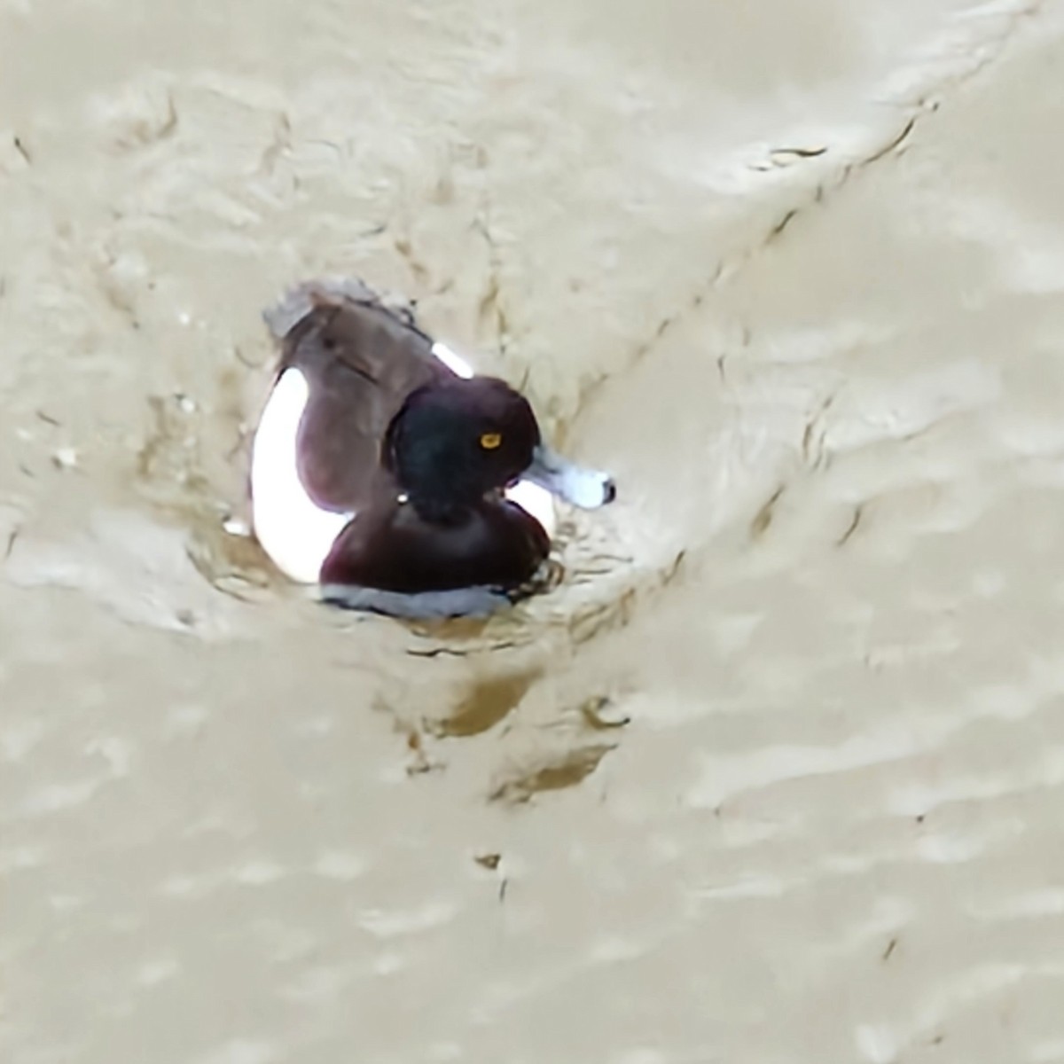 Tufted Duck - ML620021529