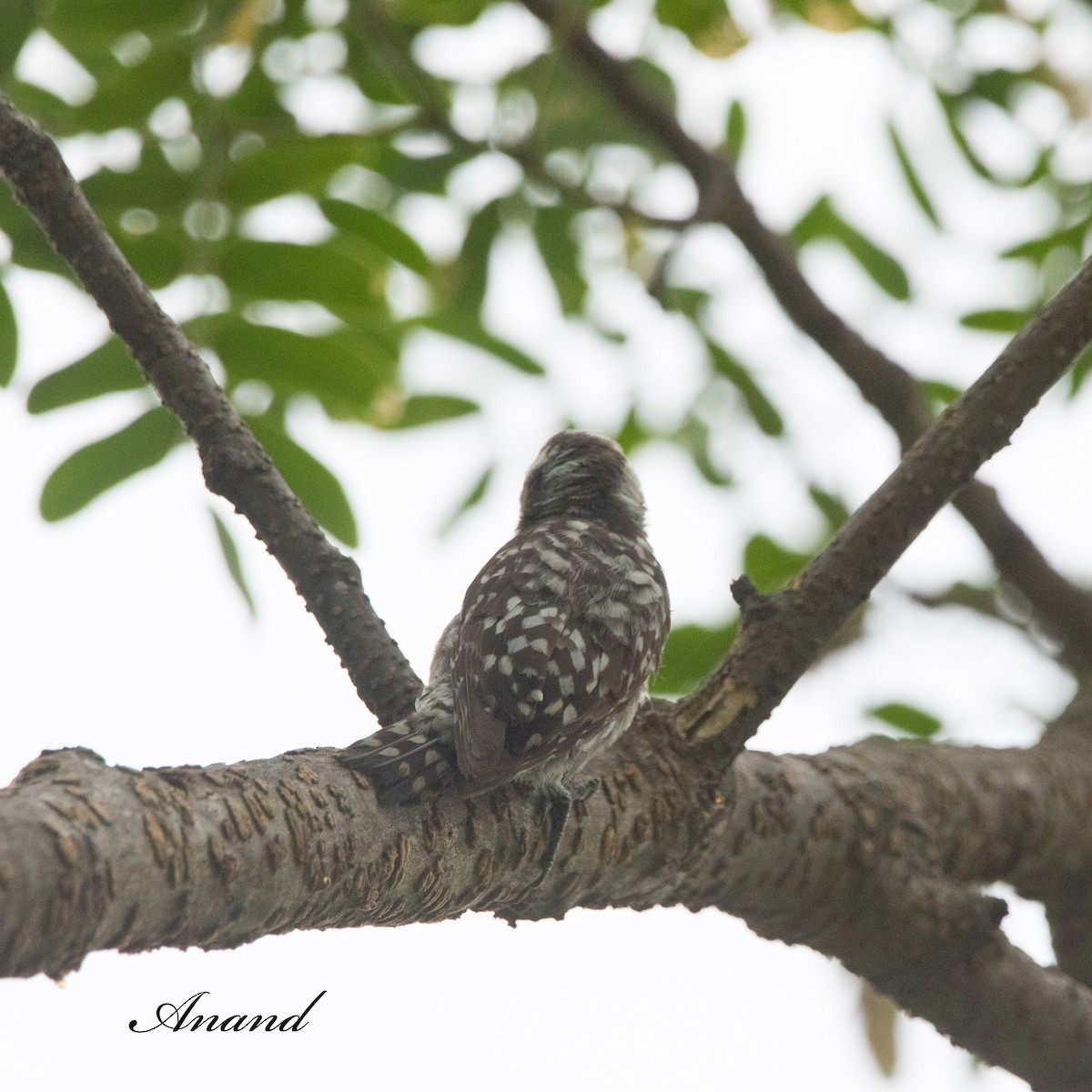 Brown-capped Pygmy Woodpecker - ML620021531