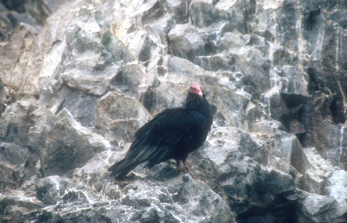 Turkey Vulture - ML620021533