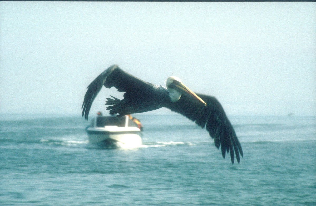 Перуанский пеликан - ML620021543