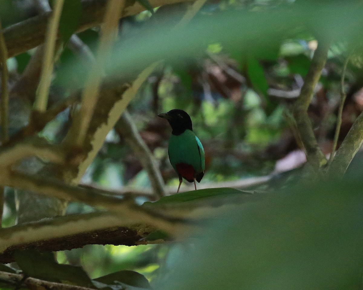 Western Hooded Pitta (Sunda) - ML620021585