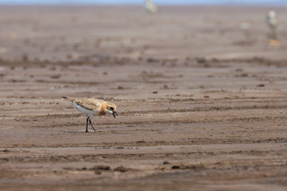 Tibetan Sand-Plover - ML620021594