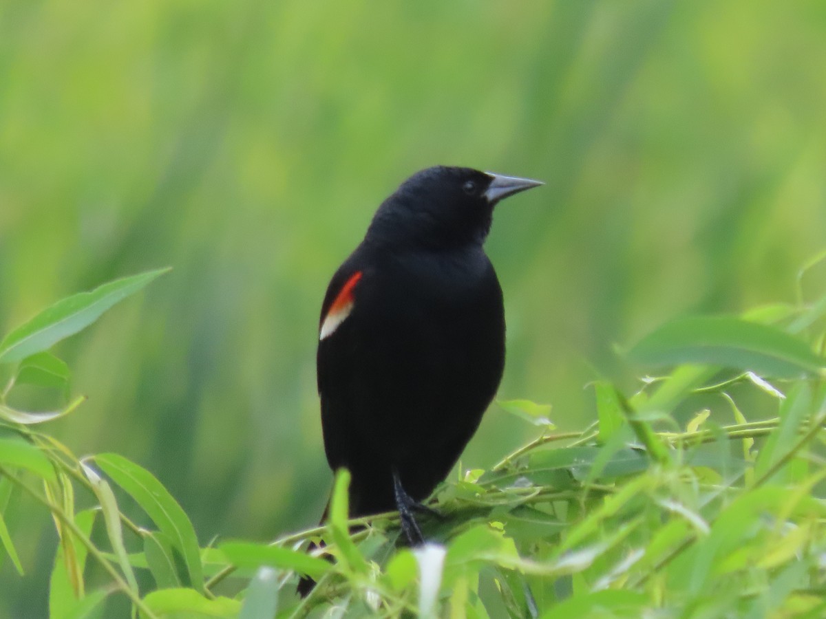 Red-winged Blackbird - ML620021600