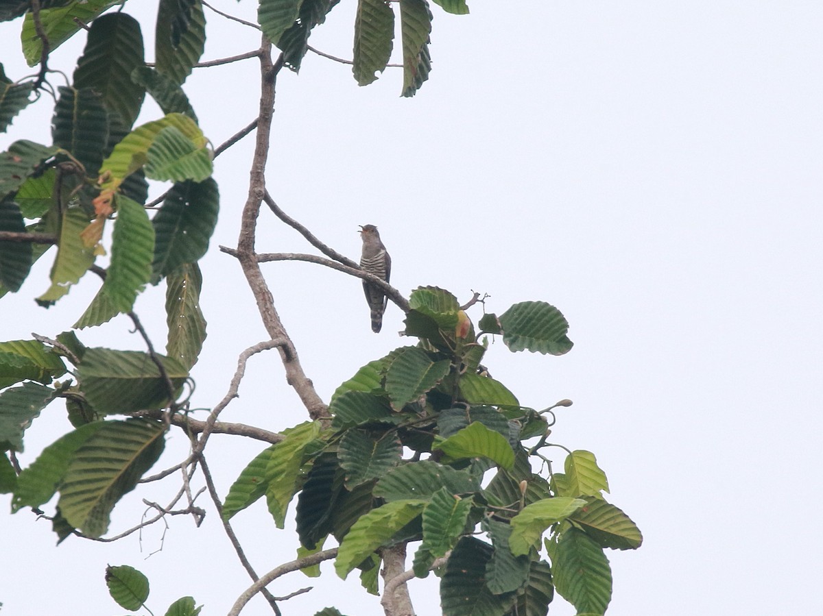 Indian Cuckoo - ML620021601