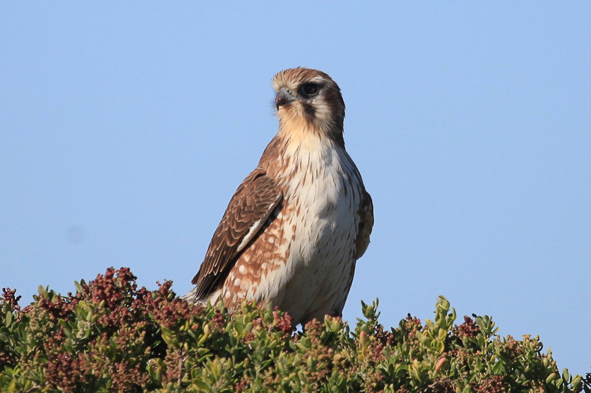 Brown Falcon - ML620021604