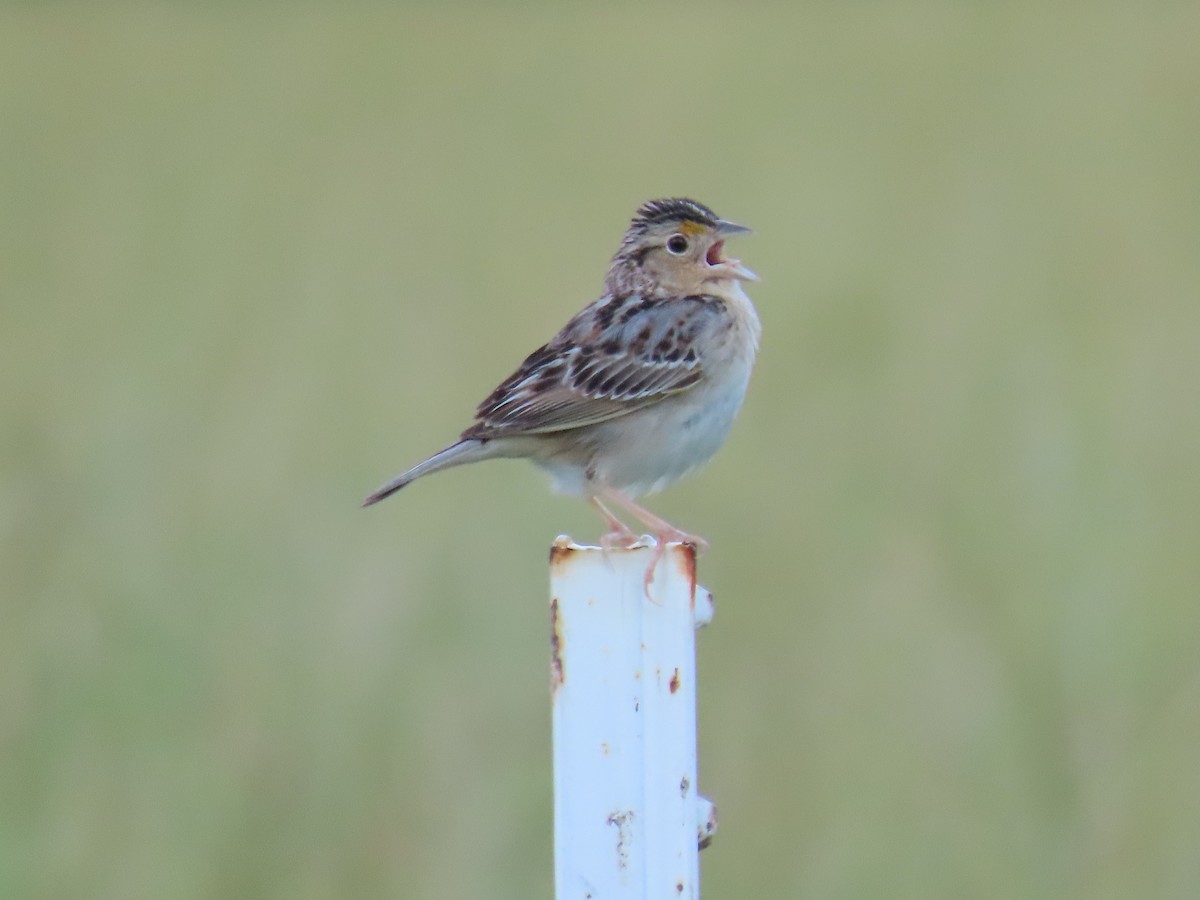 Grasshopper Sparrow - ML620021609