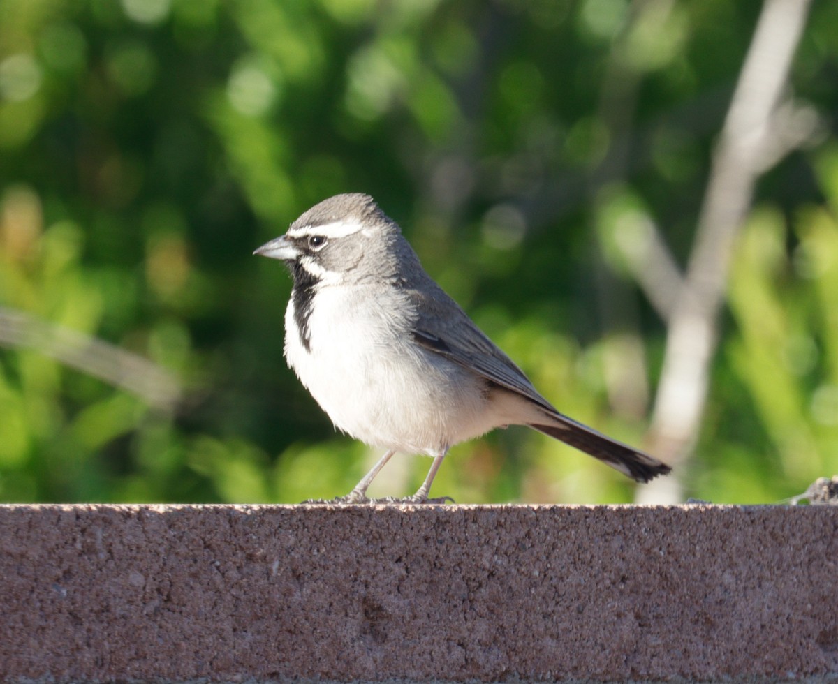 Black-throated Sparrow - ML620021612