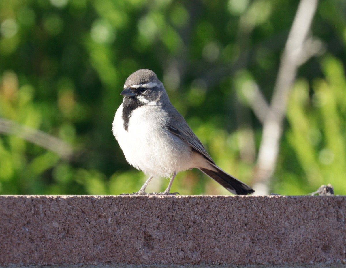 Black-throated Sparrow - ML620021616