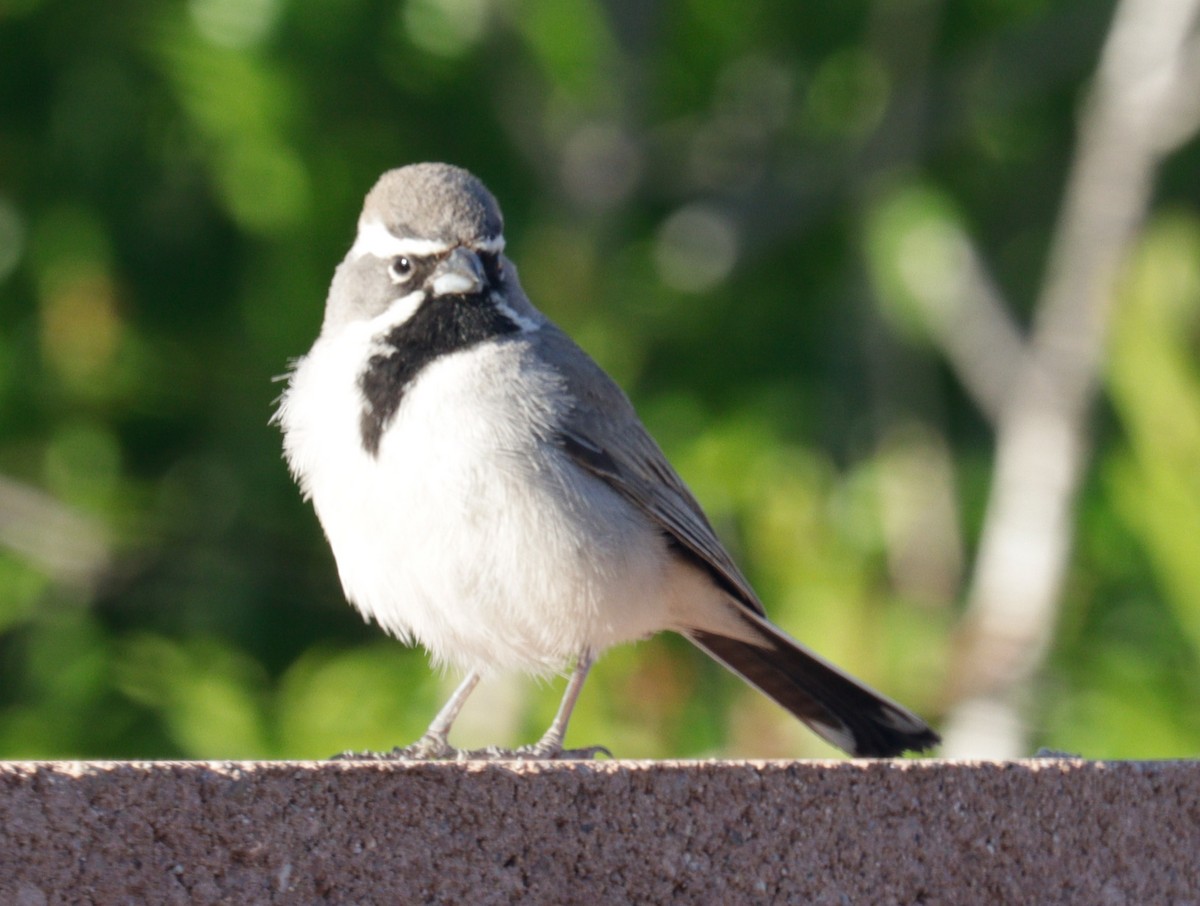 Black-throated Sparrow - ML620021617