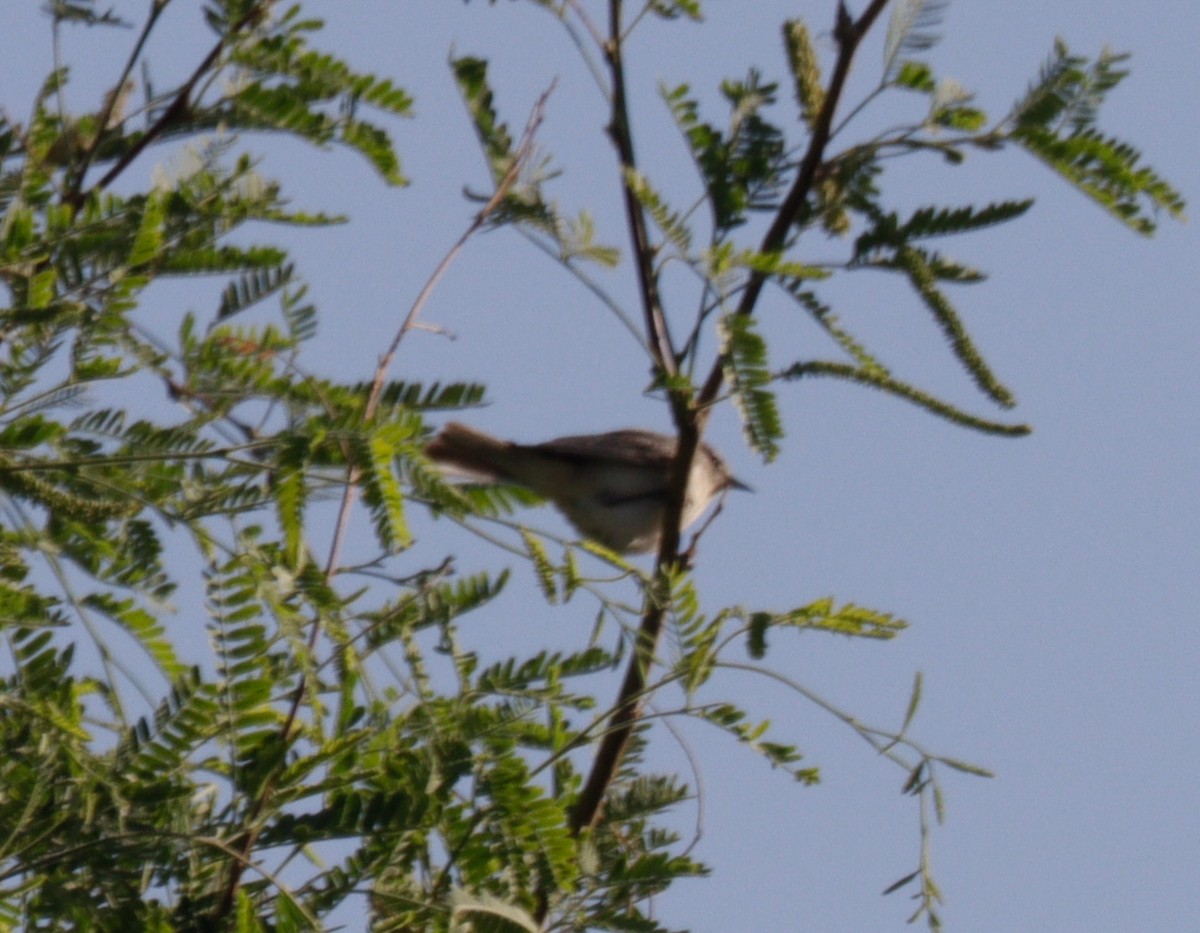 Lucy's Warbler - ML620021655
