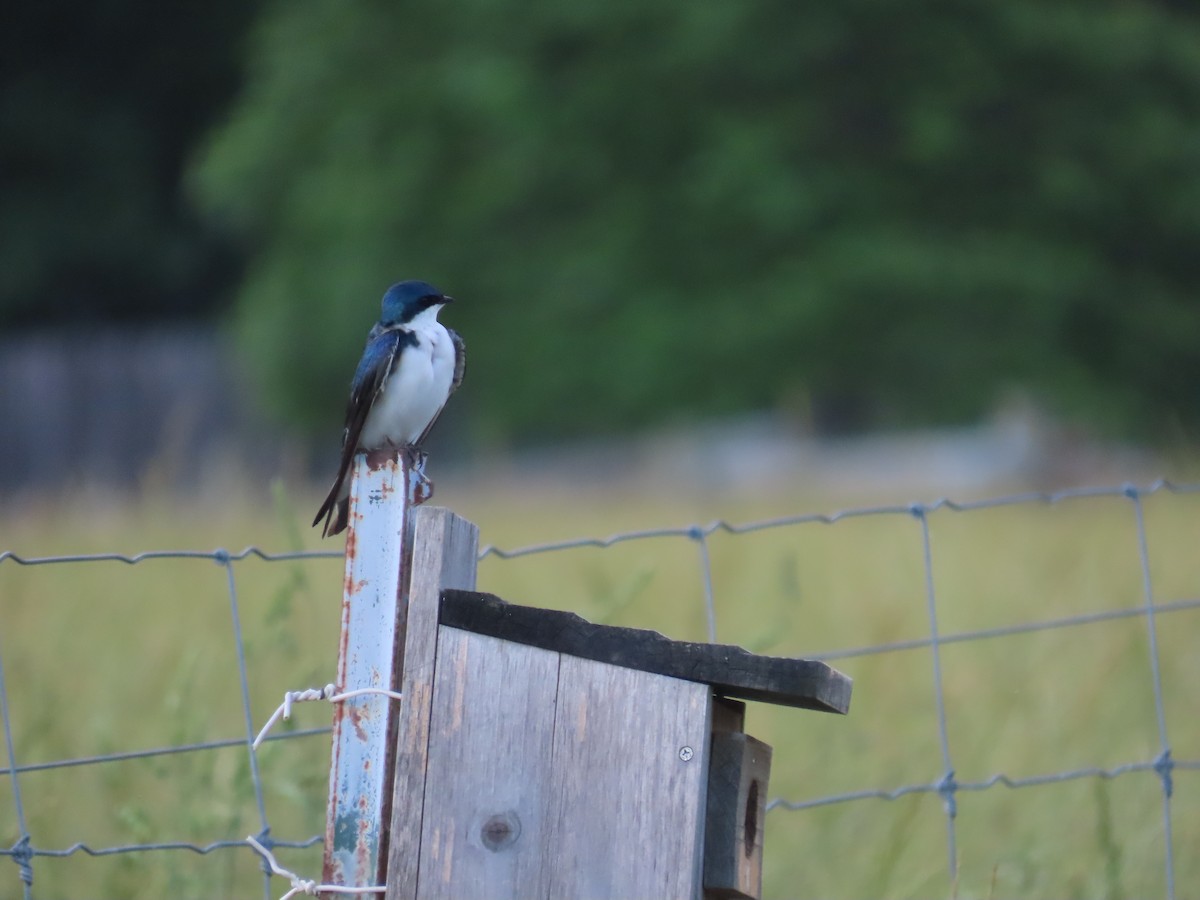 Tree Swallow - ML620021661