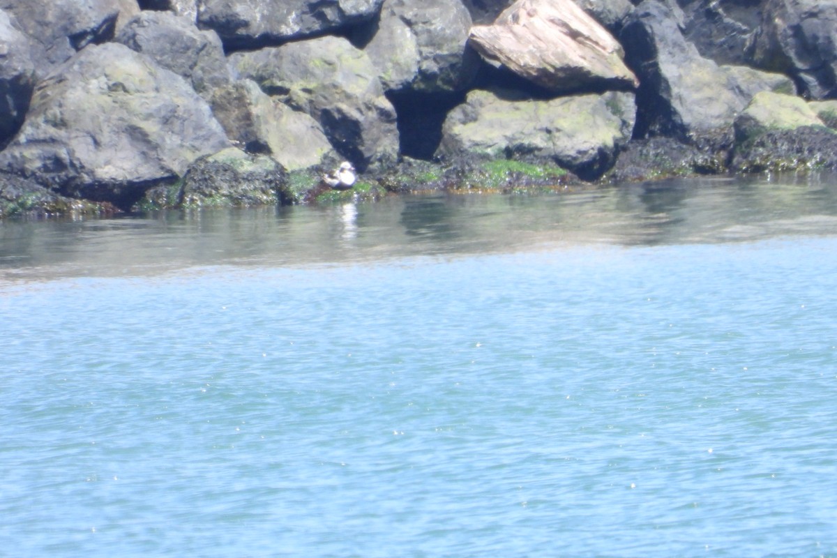 Long-tailed Duck - ML620021664