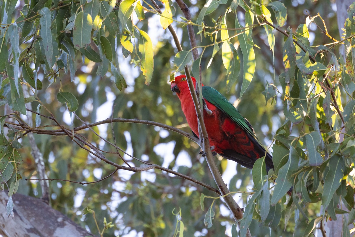 Avustralya Kral Papağanı - ML620021666