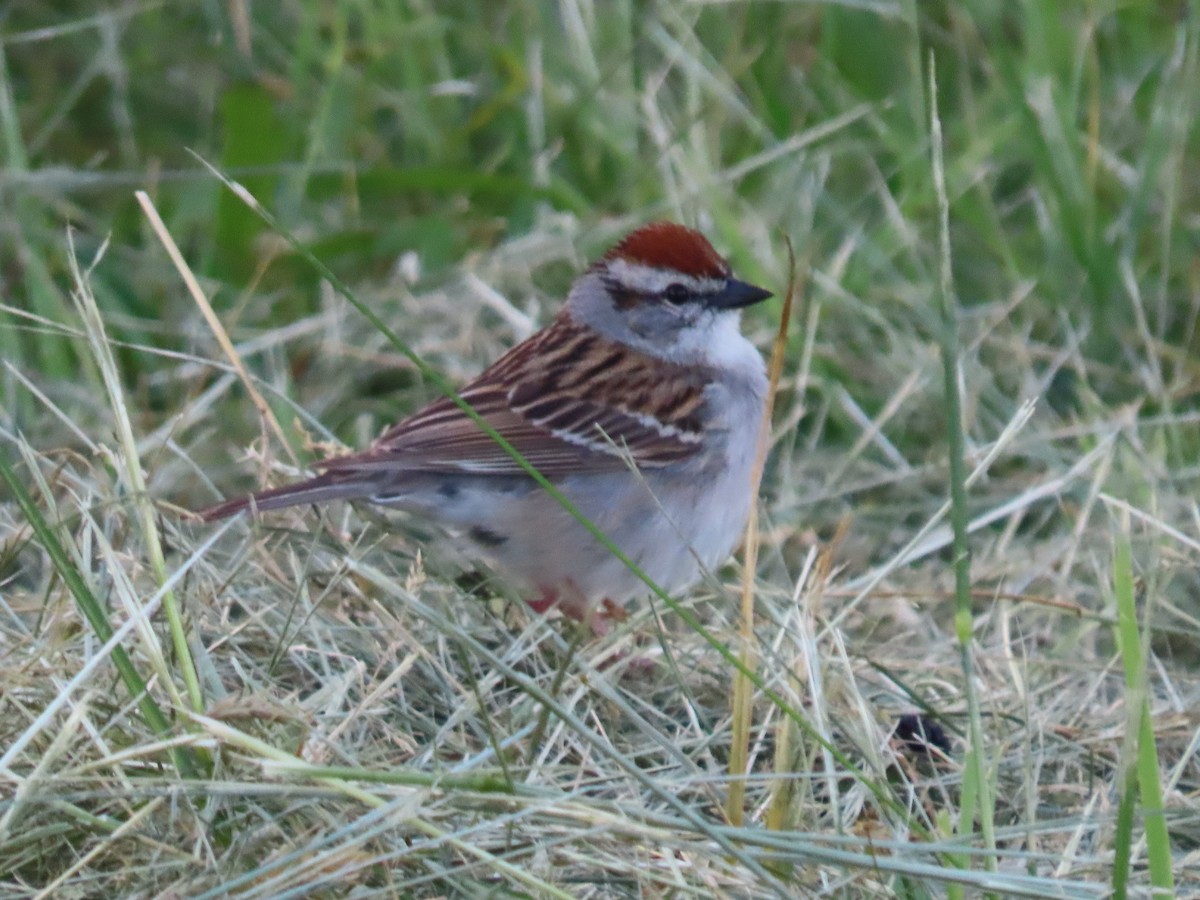 Chipping Sparrow - ML620021668