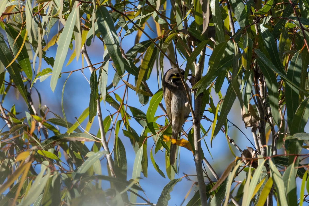 Yellow-faced Honeyeater - ML620021669