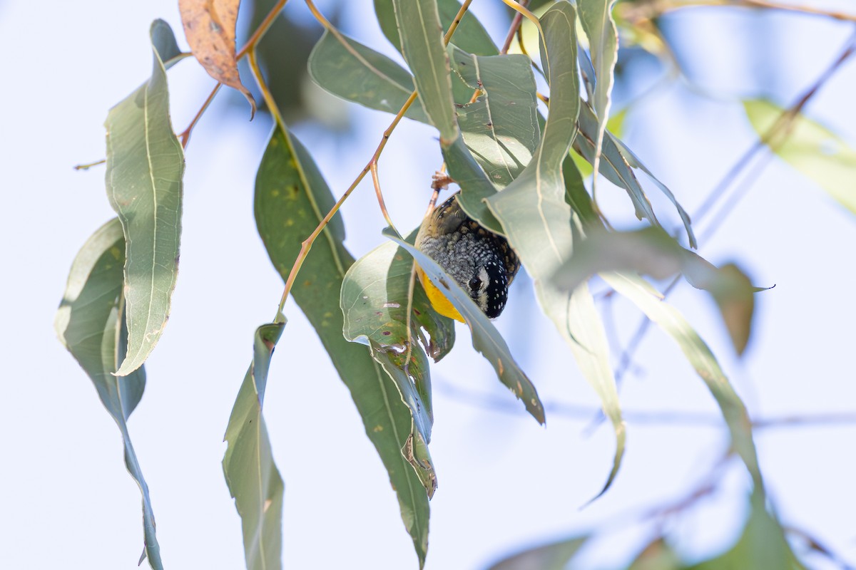 Spotted Pardalote - ML620021675