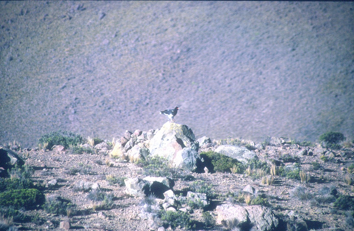 čimango horský - ML620021699