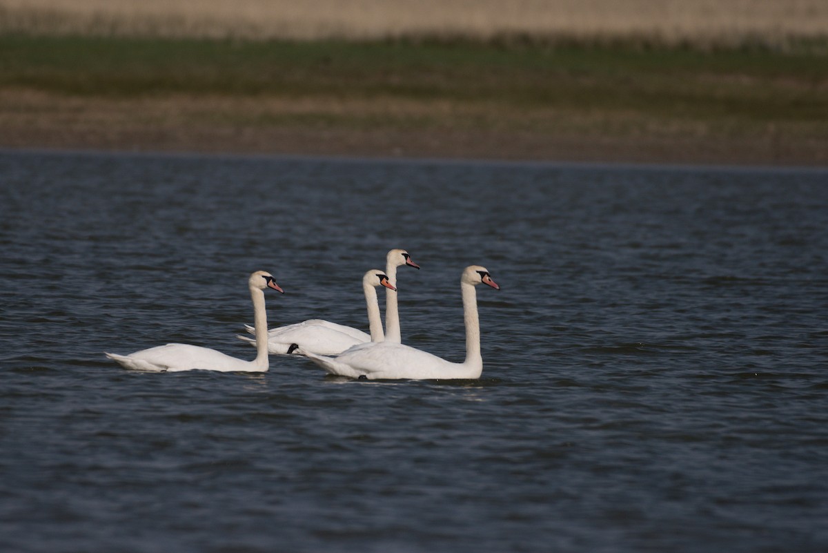 Cygne tuberculé - ML620021701