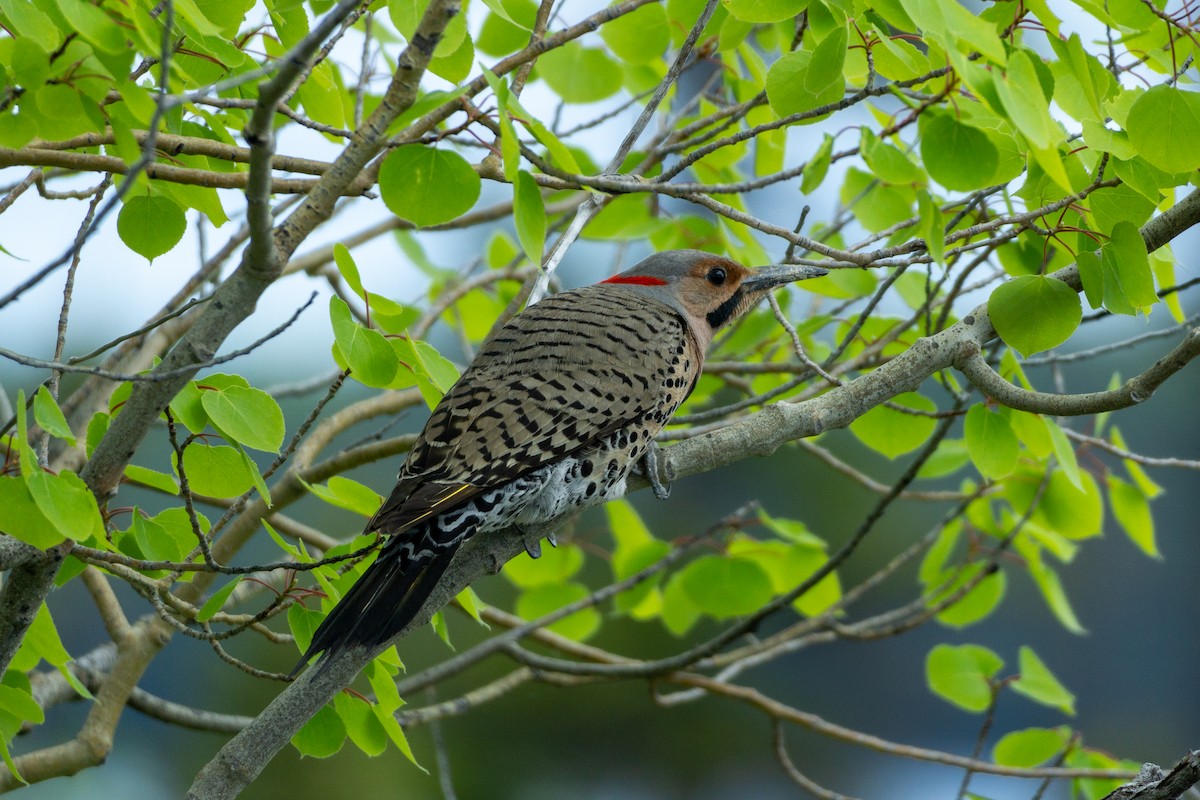 Northern Flicker - ML620021702