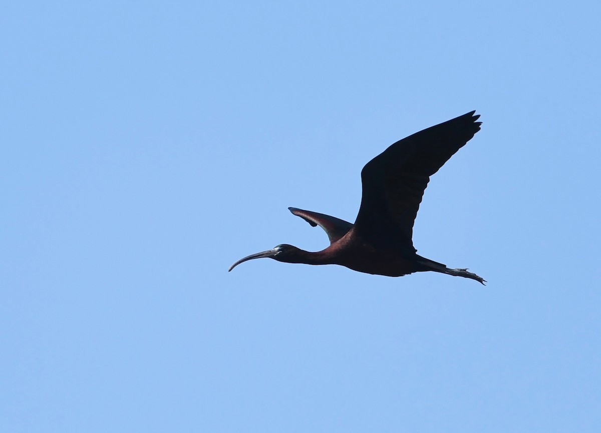 ibis hnědý - ML620021703