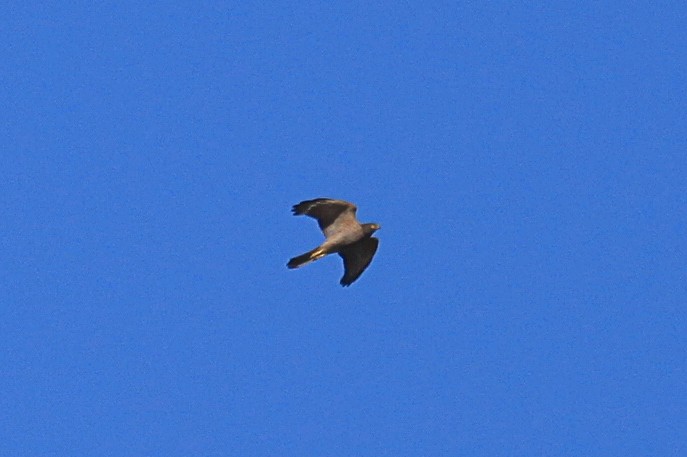 Brown Goshawk - ML620021708