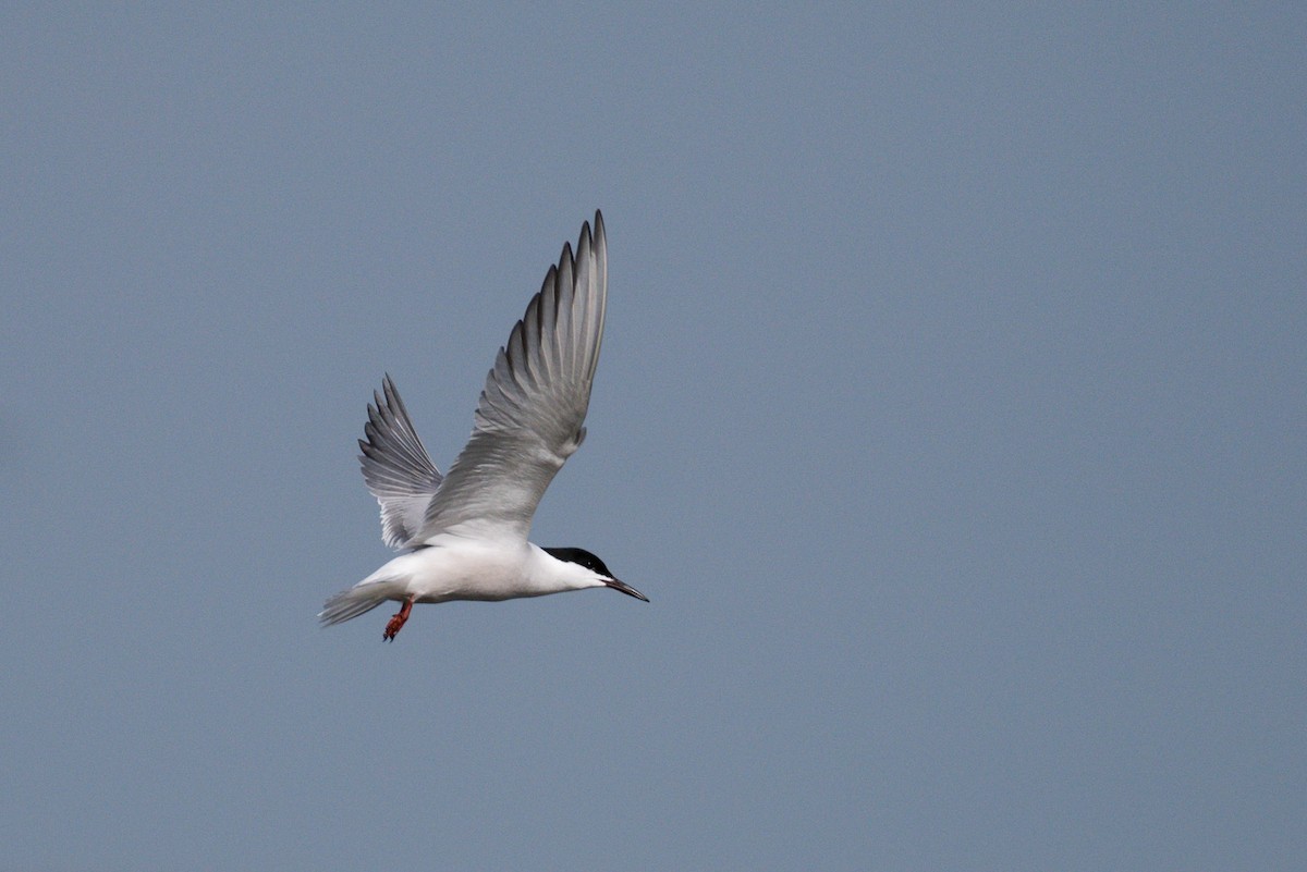 Common Tern (longipennis) - ML620021716