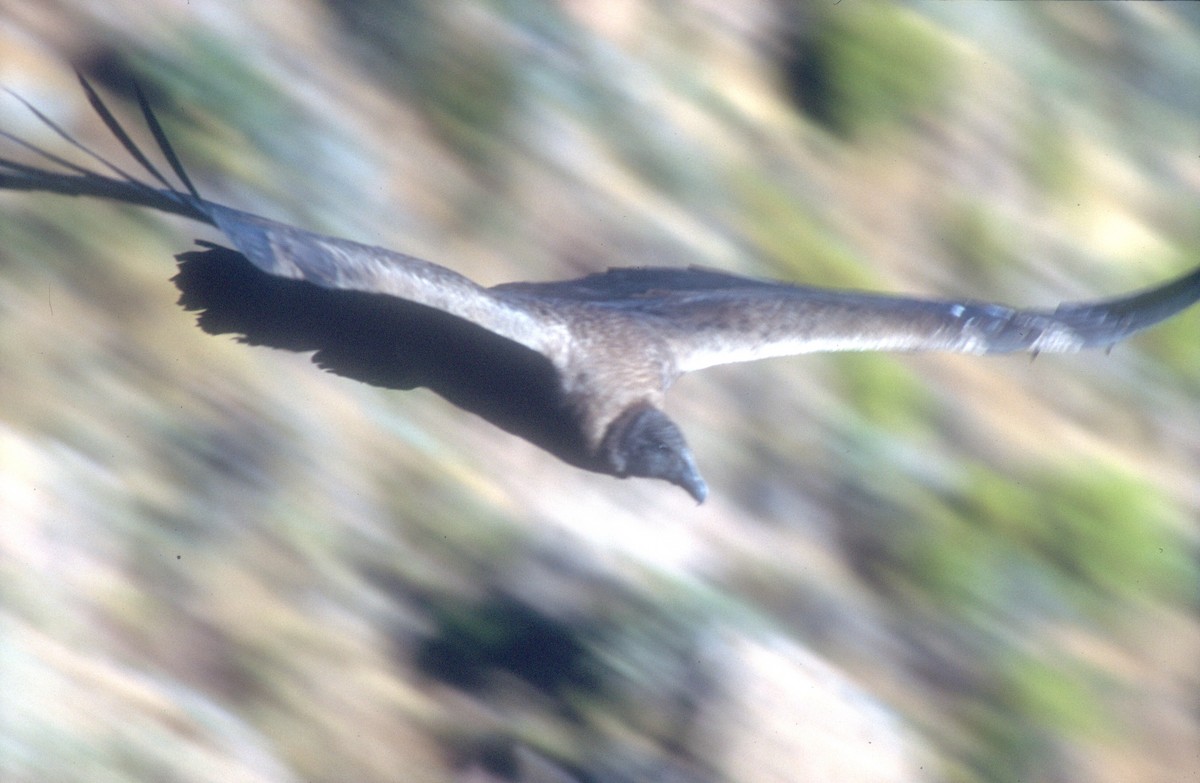 Andean Condor - ML620021720