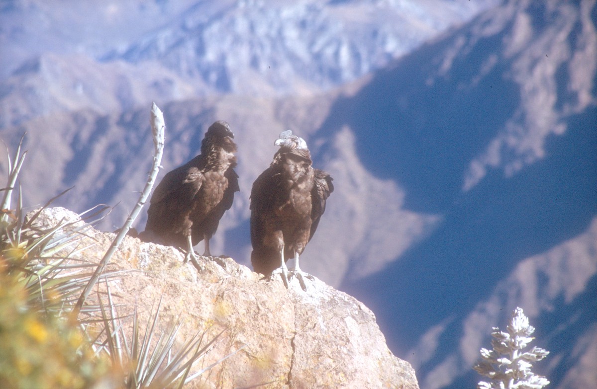 Condor des Andes - ML620021721