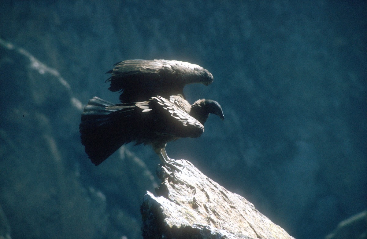Andean Condor - ML620021722