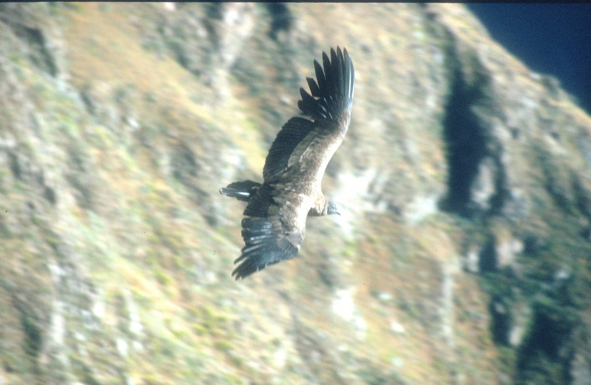 Andean Condor - ML620021723