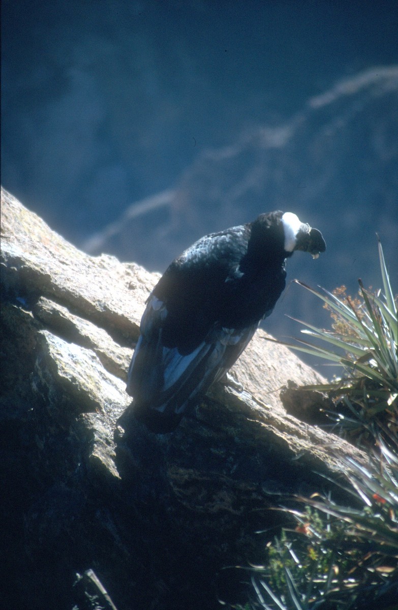 kondor andský - ML620021724