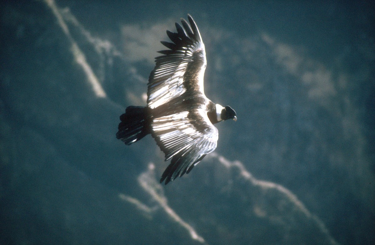 Condor des Andes - ML620021725