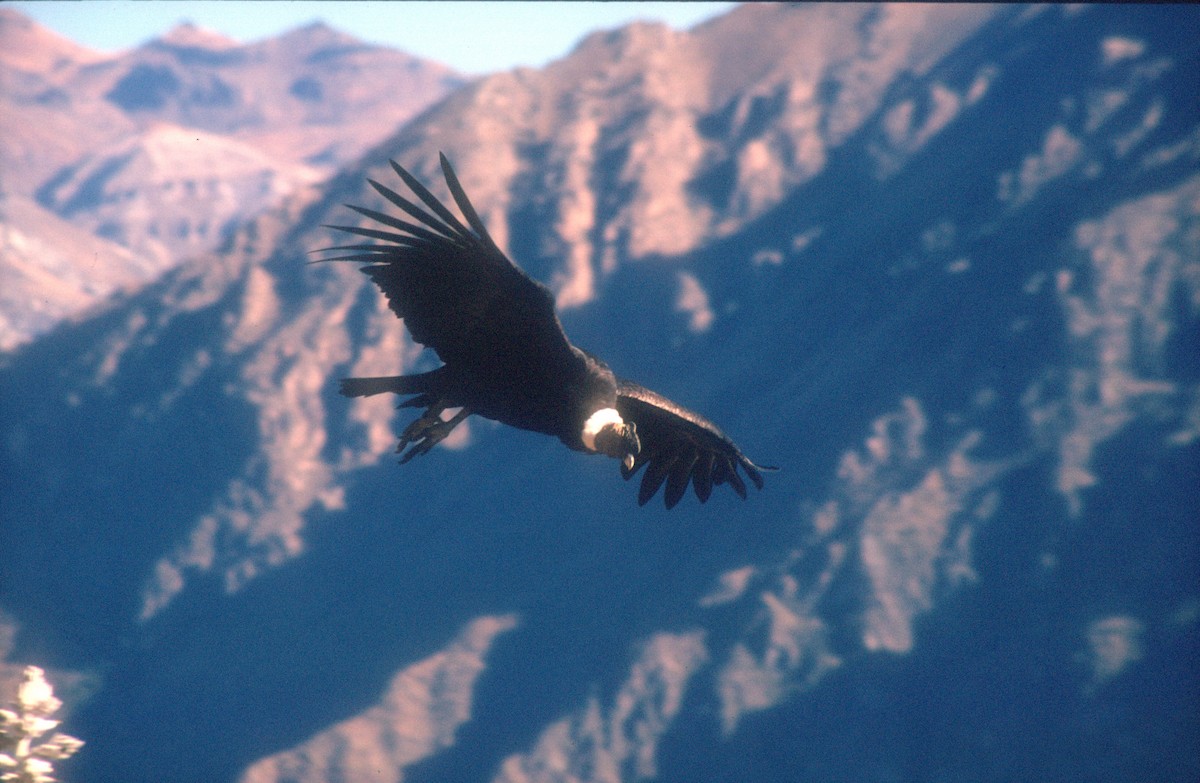 Condor des Andes - ML620021726