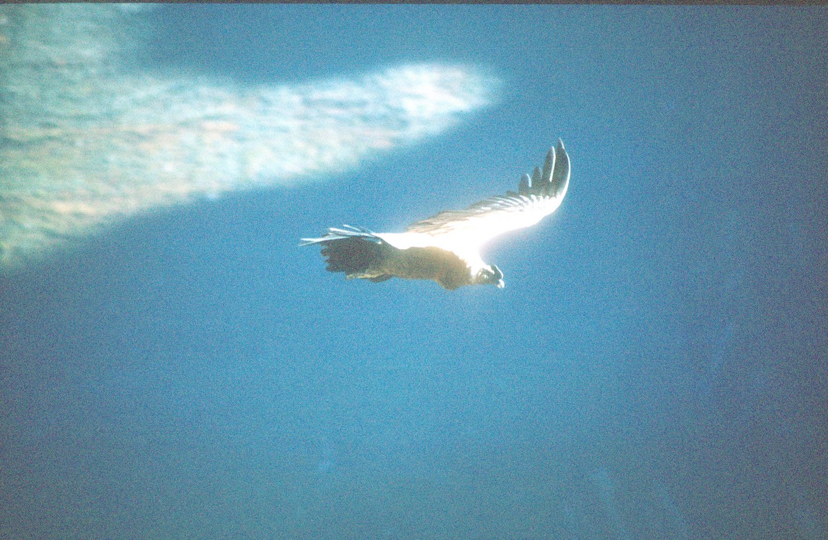 Condor des Andes - ML620021727