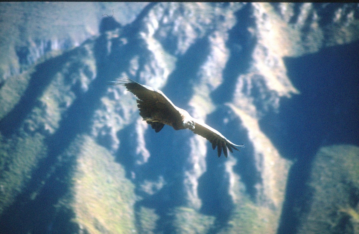 Condor des Andes - ML620021728