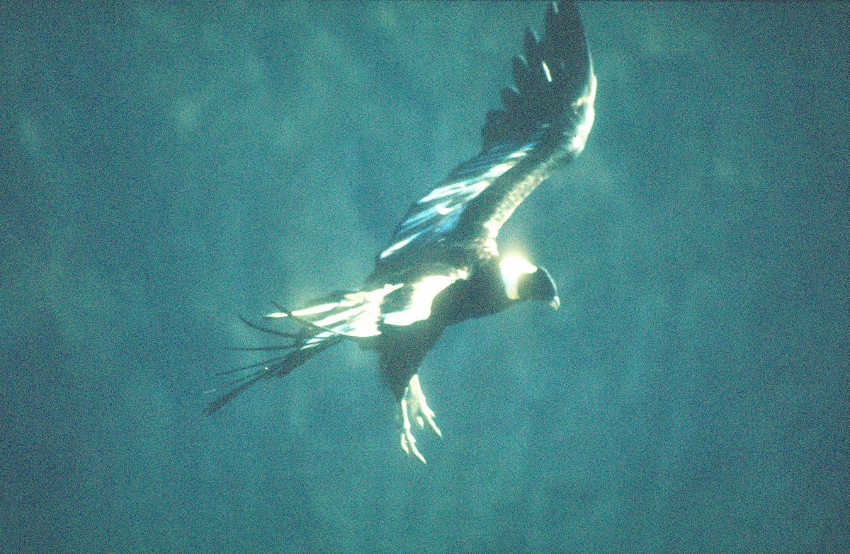 Condor des Andes - ML620021729
