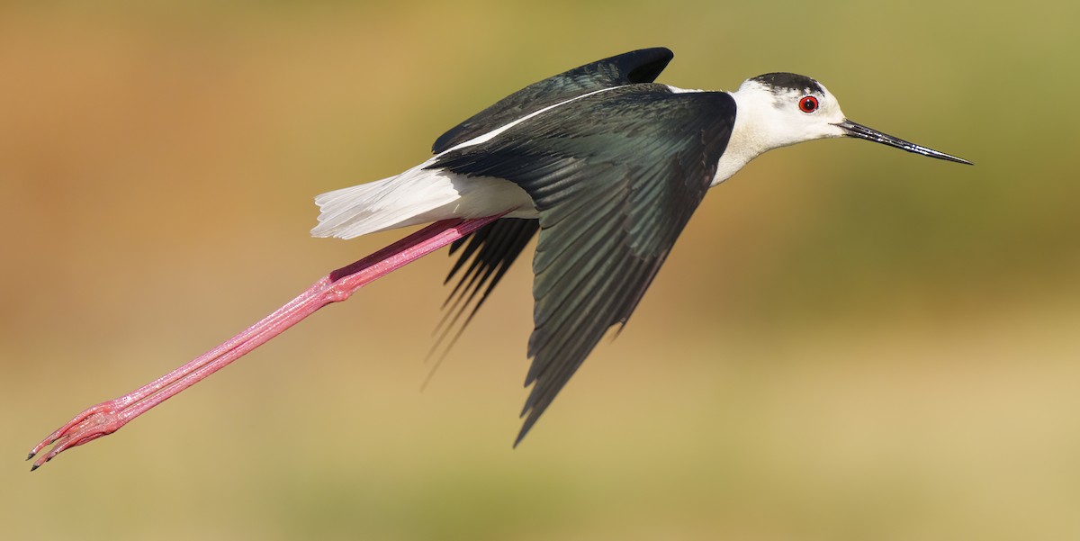 Black-winged Stilt - ML620021730