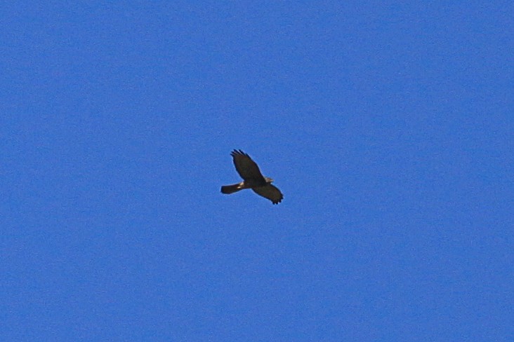 Brown Goshawk - ML620021731