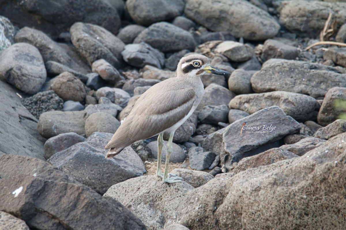 Great Thick-knee - ML620021759