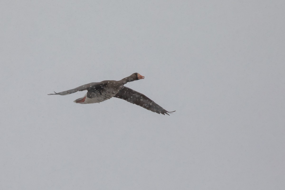Greater White-fronted Goose - ML620021768