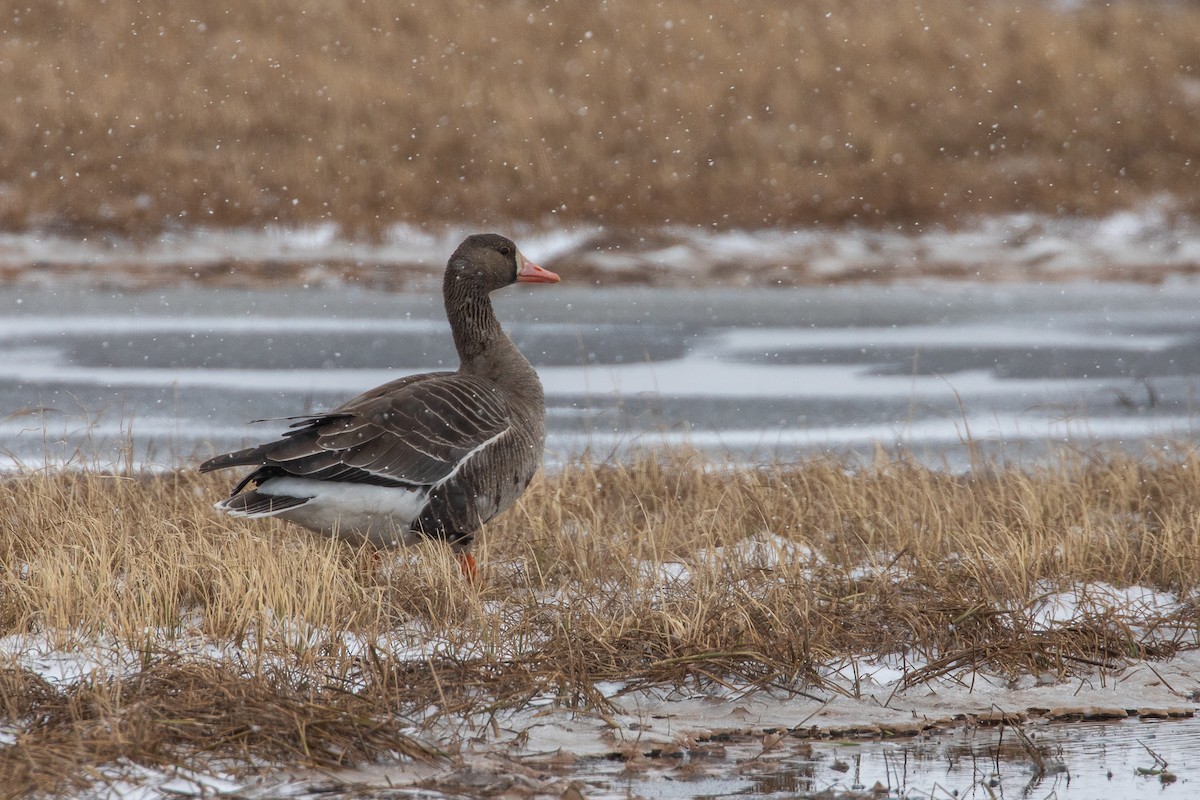 Greater White-fronted Goose - ML620021770