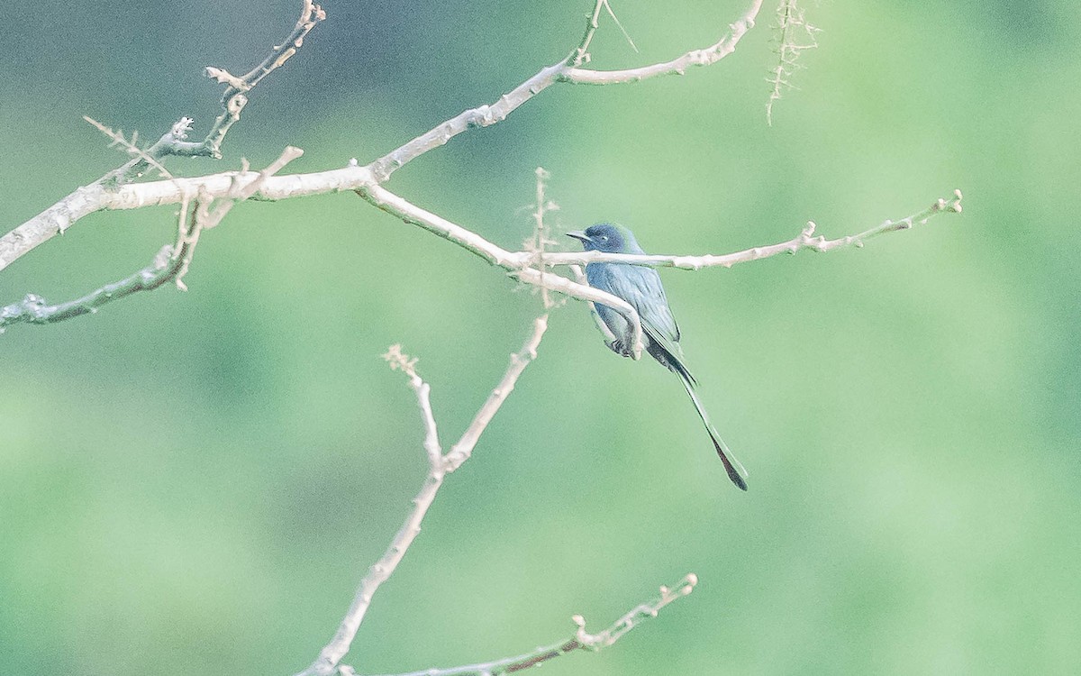 Lesser Racket-tailed Drongo - ML620021775