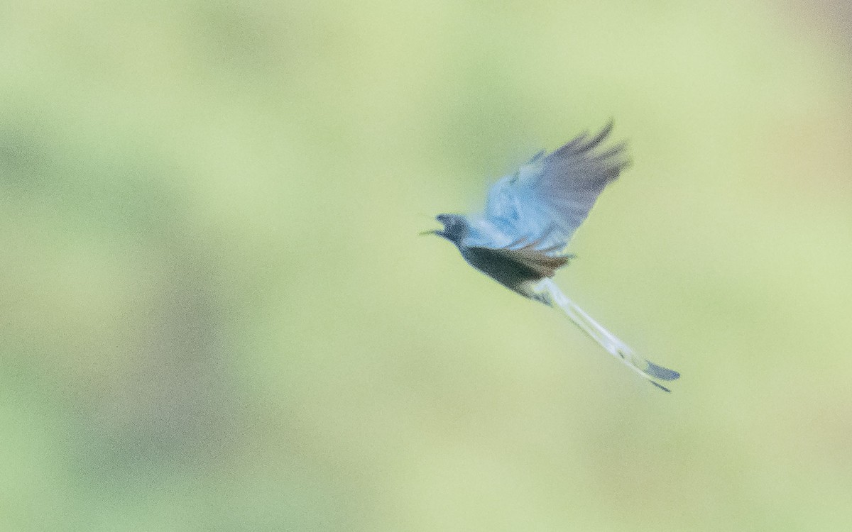 Lesser Racket-tailed Drongo - ML620021776