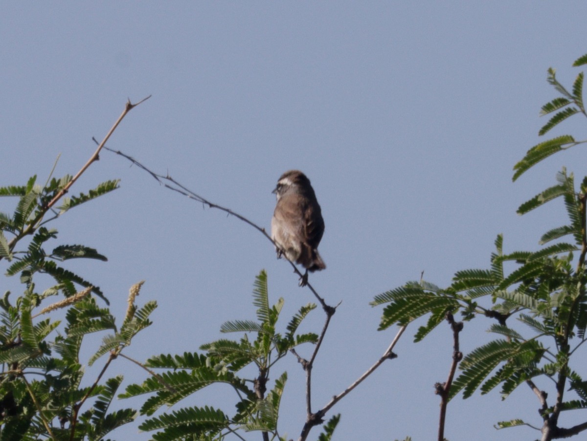 Black-throated Sparrow - Daphne Asbell