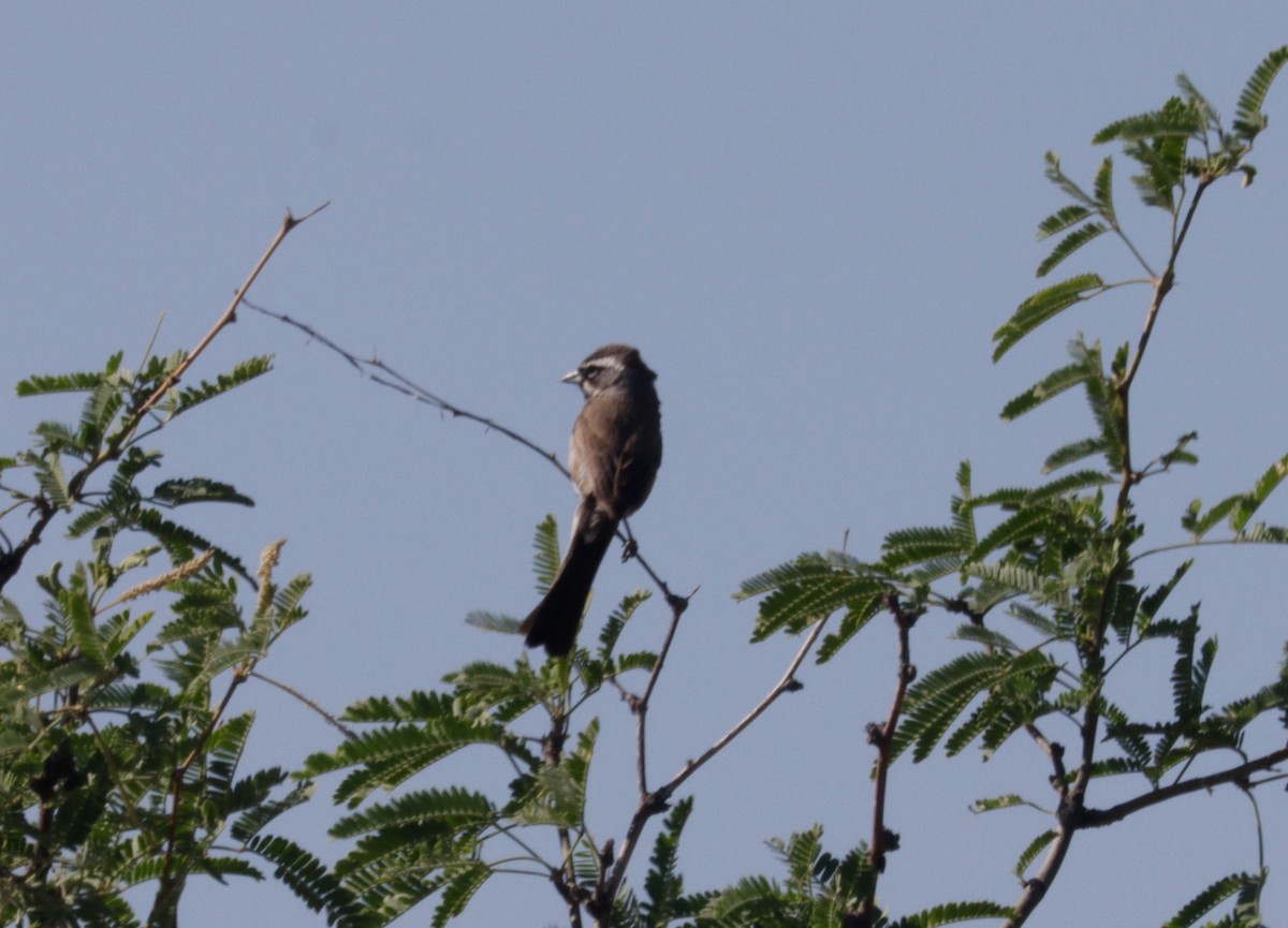Black-throated Sparrow - ML620021785