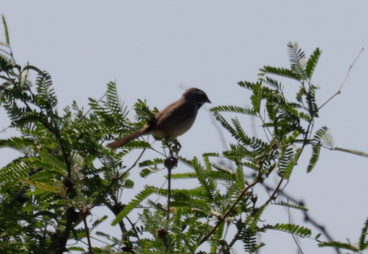 Black-throated Sparrow - ML620021786